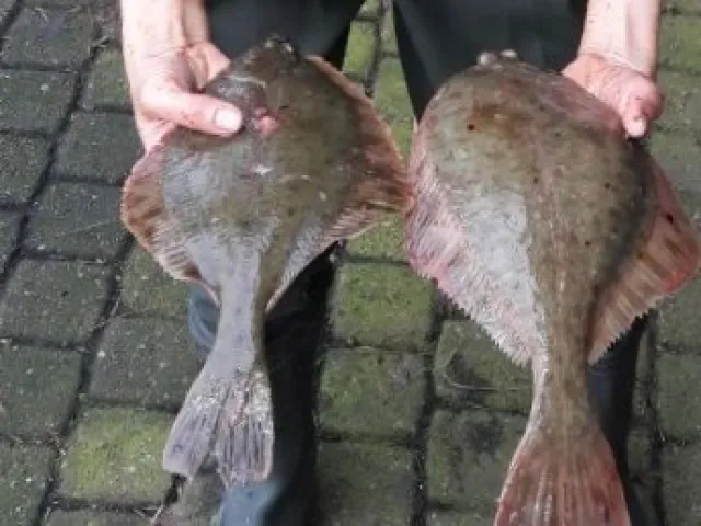 Flunder