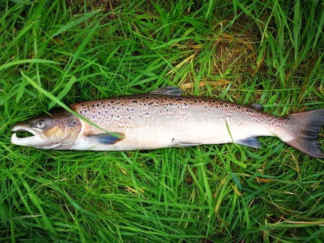 Lachs
