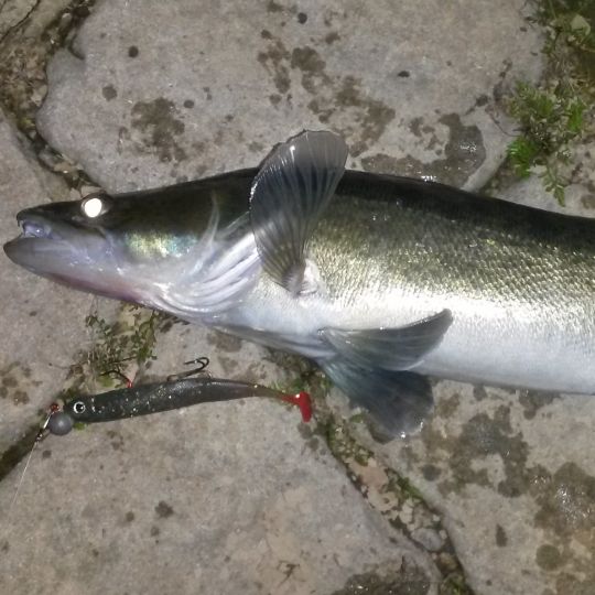 Zander