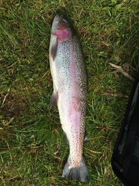 Regenbogenforelle