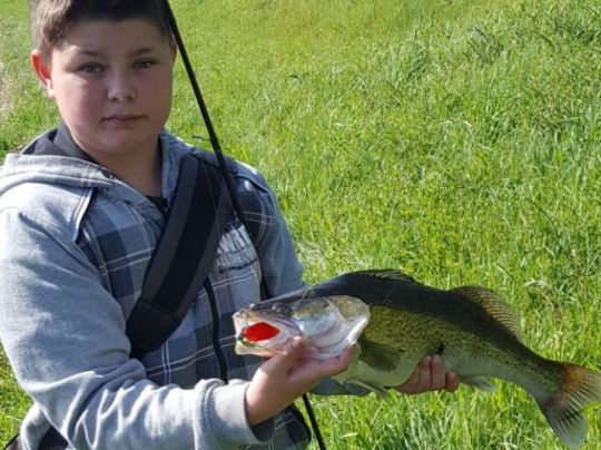 Zander