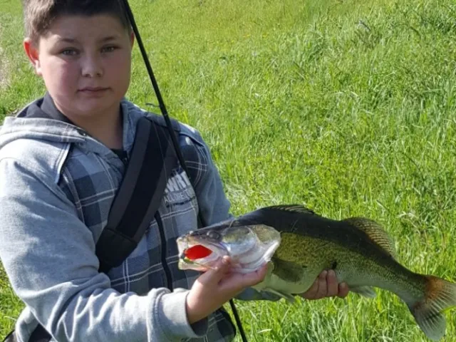 Zander
