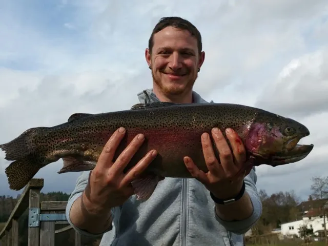 Regenbogenforelle