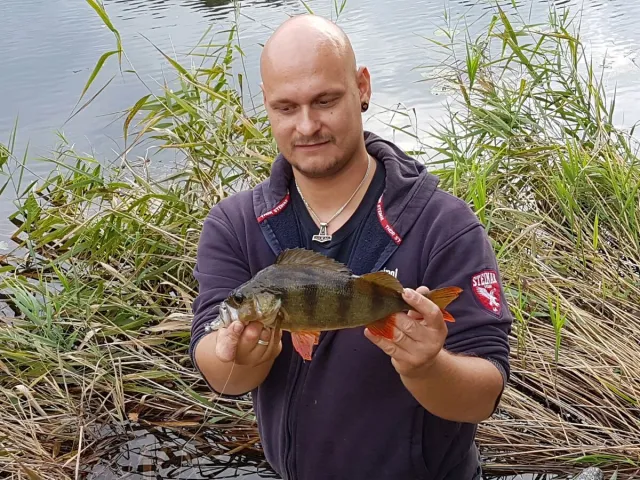 Flussbarsch