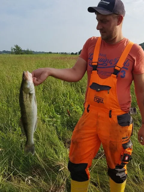 Zander