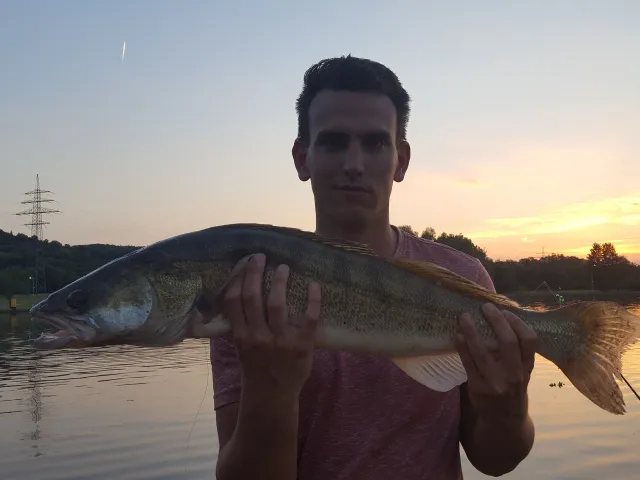 Zander