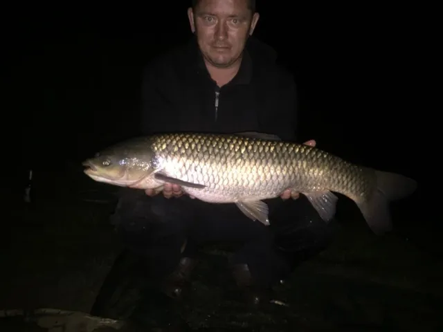 Graskarpfen