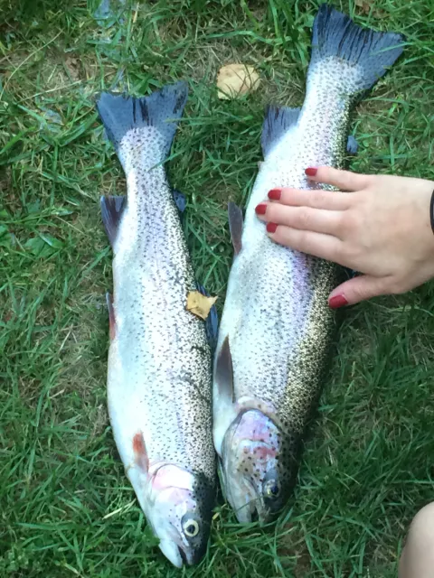 Regenbogenforelle