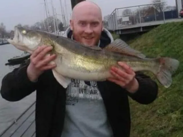 Zander