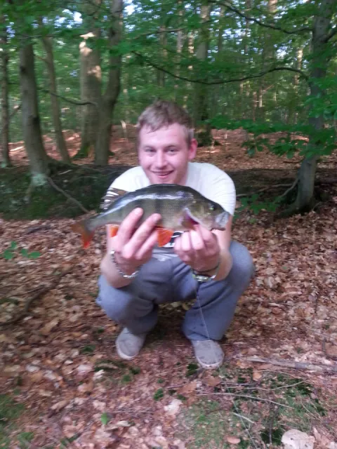Flussbarsch