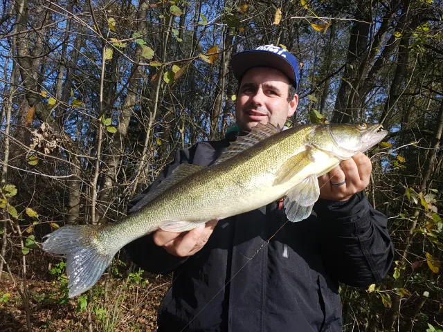 Zander