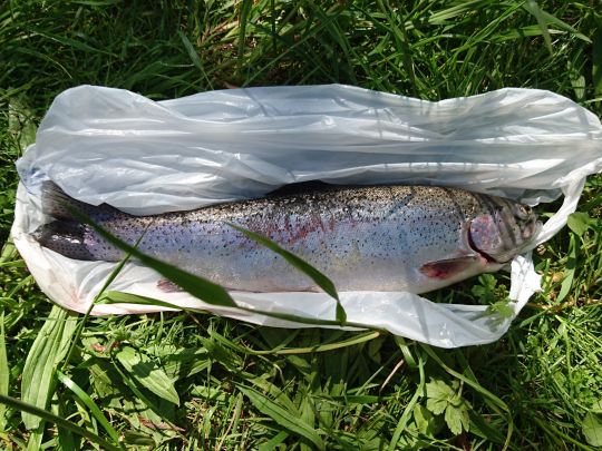 Regenbogenforelle