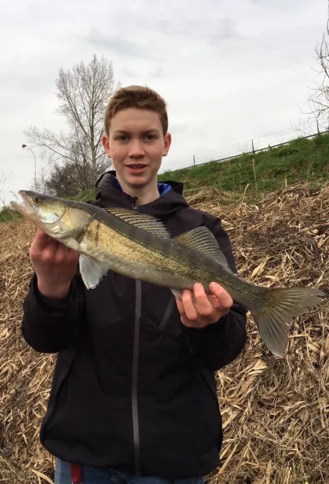 Zander