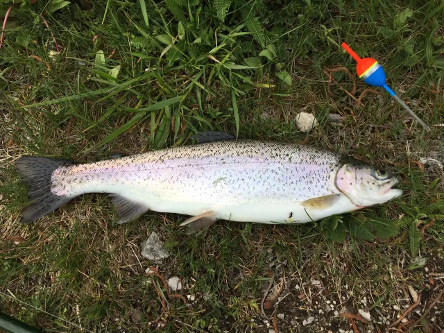 Regenbogenforelle