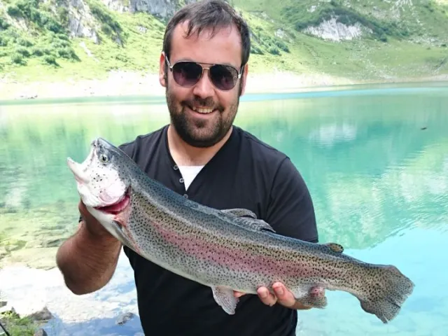Regenbogenforelle