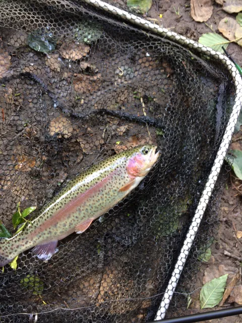 Regenbogenforelle
