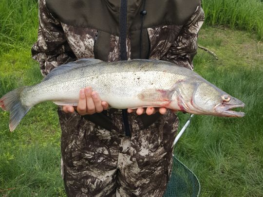 Zander