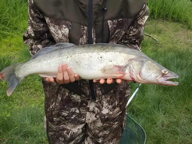 Zander
