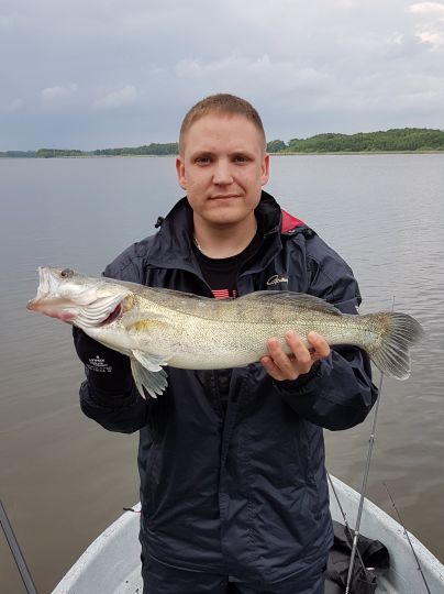 Zander