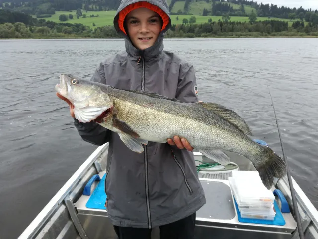 Zander