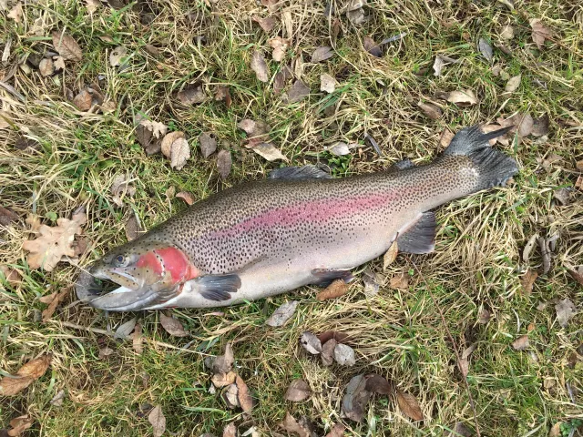 Regenbogenforelle