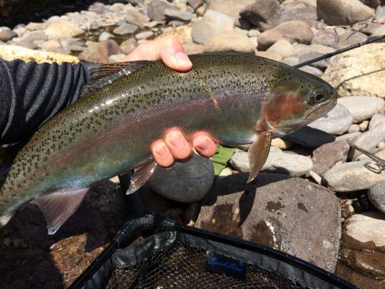Regenbogenforelle