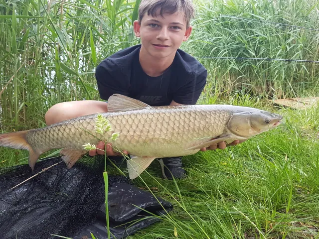 Graskarpfen