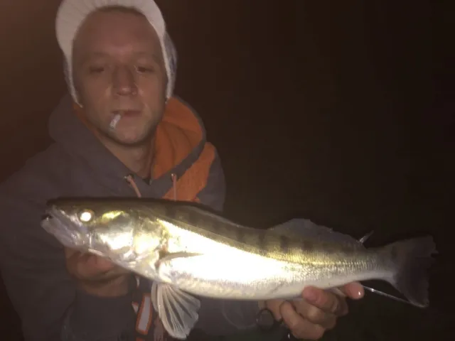 Zander