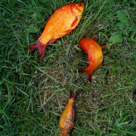 Goldfisch