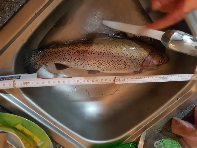 Regenbogenforelle