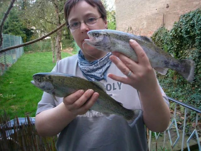 Regenbogenforelle