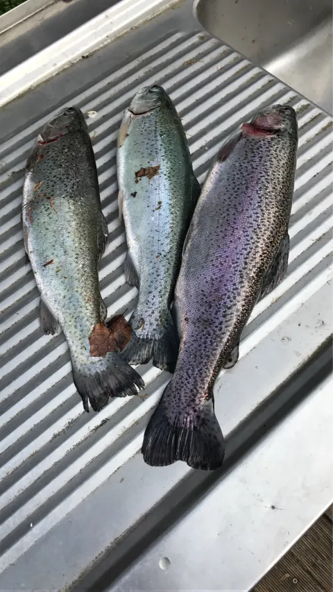 Regenbogenforelle