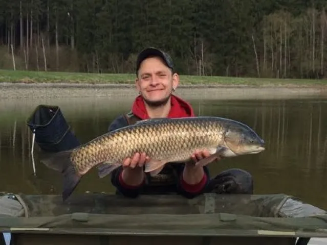 Graskarpfen
