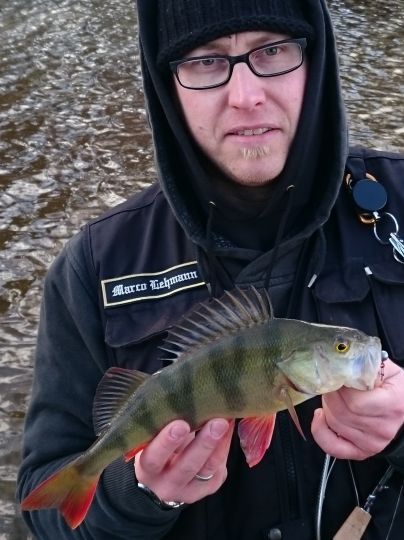 Flussbarsch