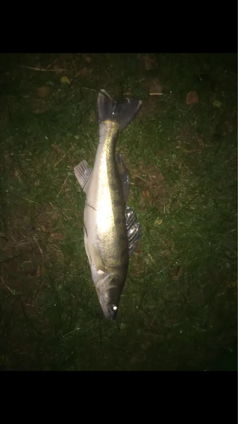 Zander