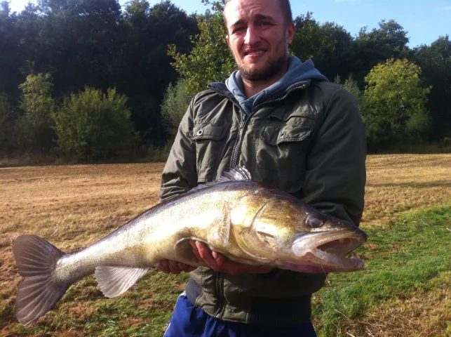 Zander