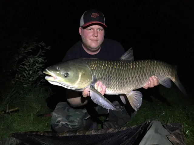Graskarpfen