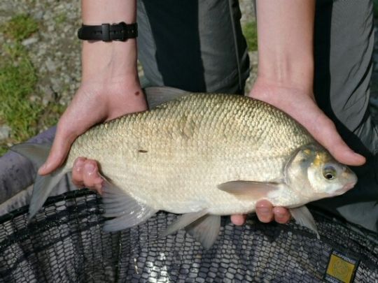 Terler Teiche (Winzendorf) ALLE ANGELN