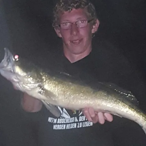 Zander