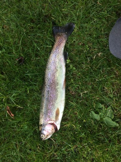 Regenbogenforelle