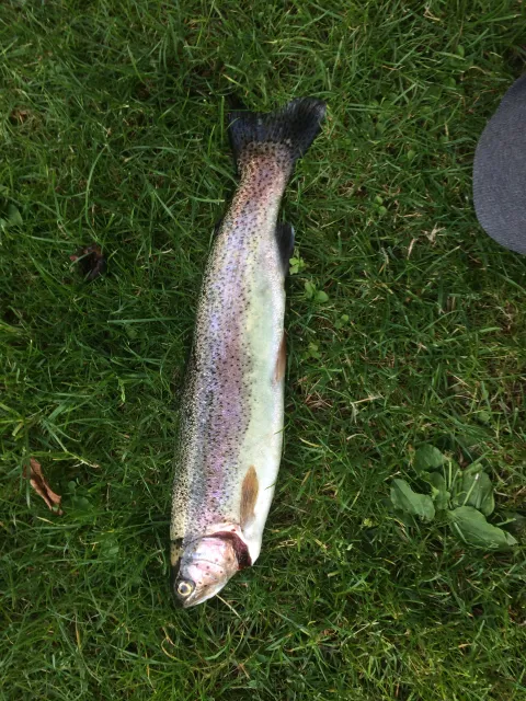 Regenbogenforelle