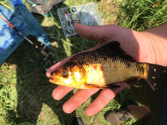 Karausche