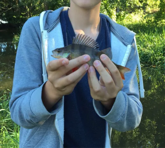Flussbarsch