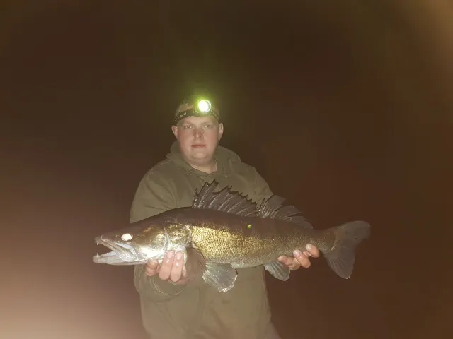 Zander