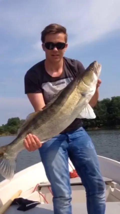 Zander