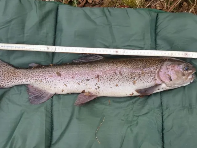 Regenbogenforelle