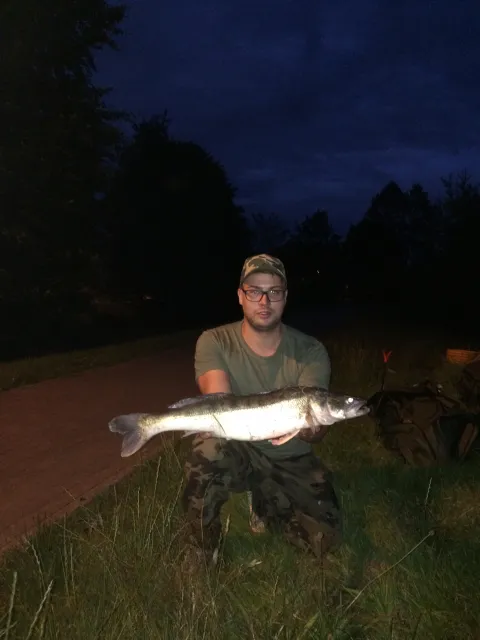 Zander