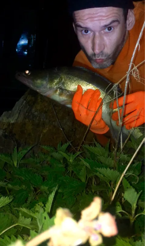 Zander
