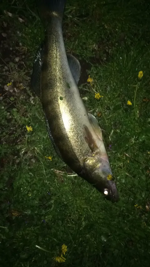 Zander