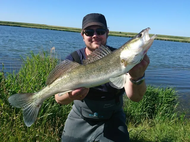Zander